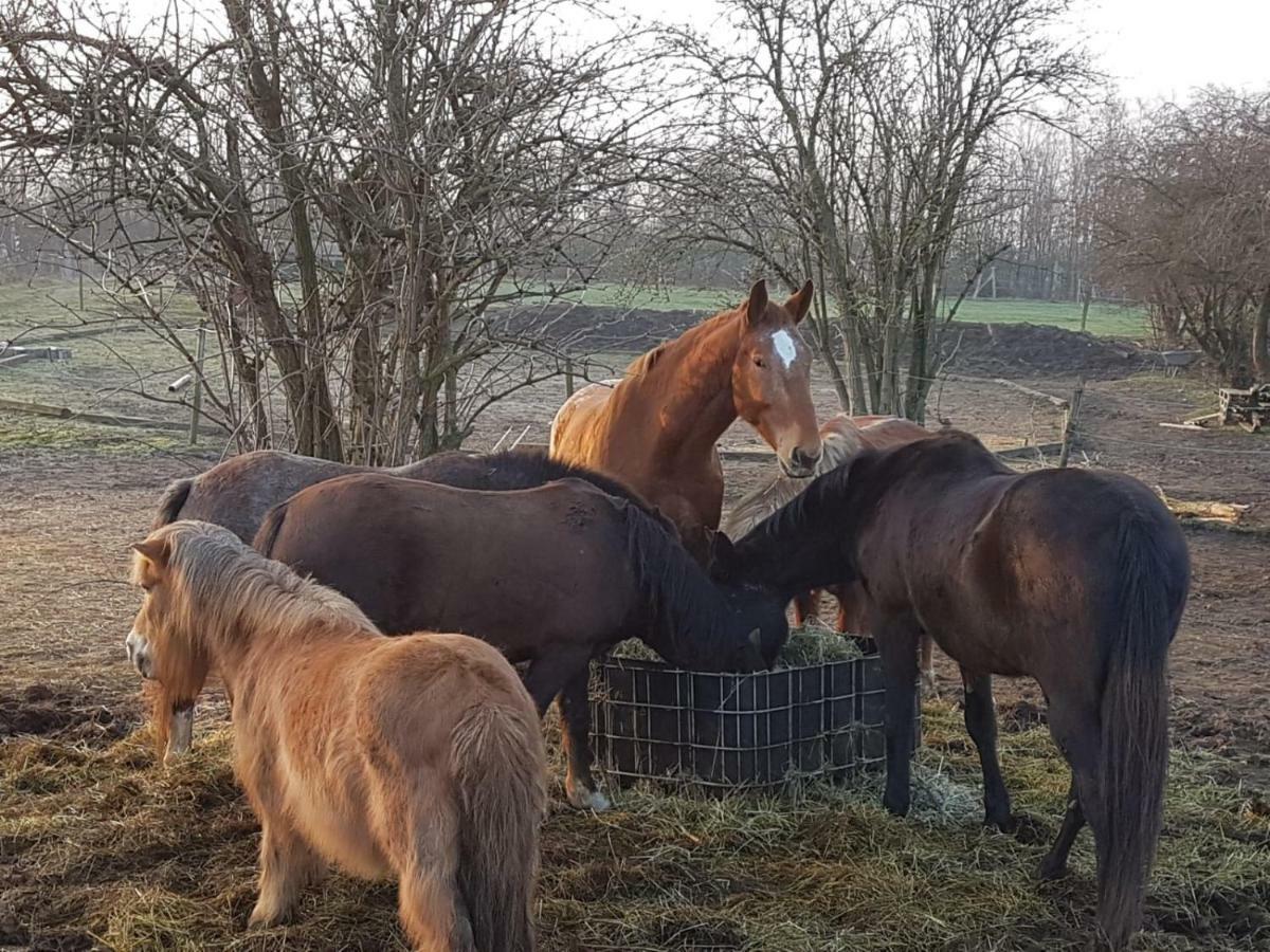 דירות דיסבורג Muehlenberger Ponyhof מראה חיצוני תמונה